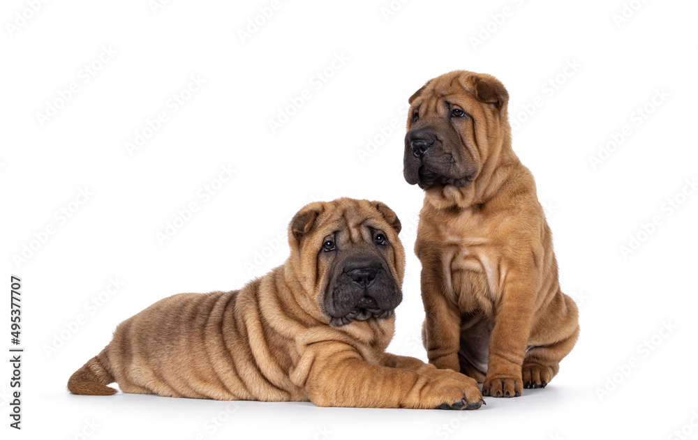 Two adorable Shar-pei dog puppies, sitting  and laying next to each other. One looking straight to the camera, the other one looking away. Isolated on a white background.