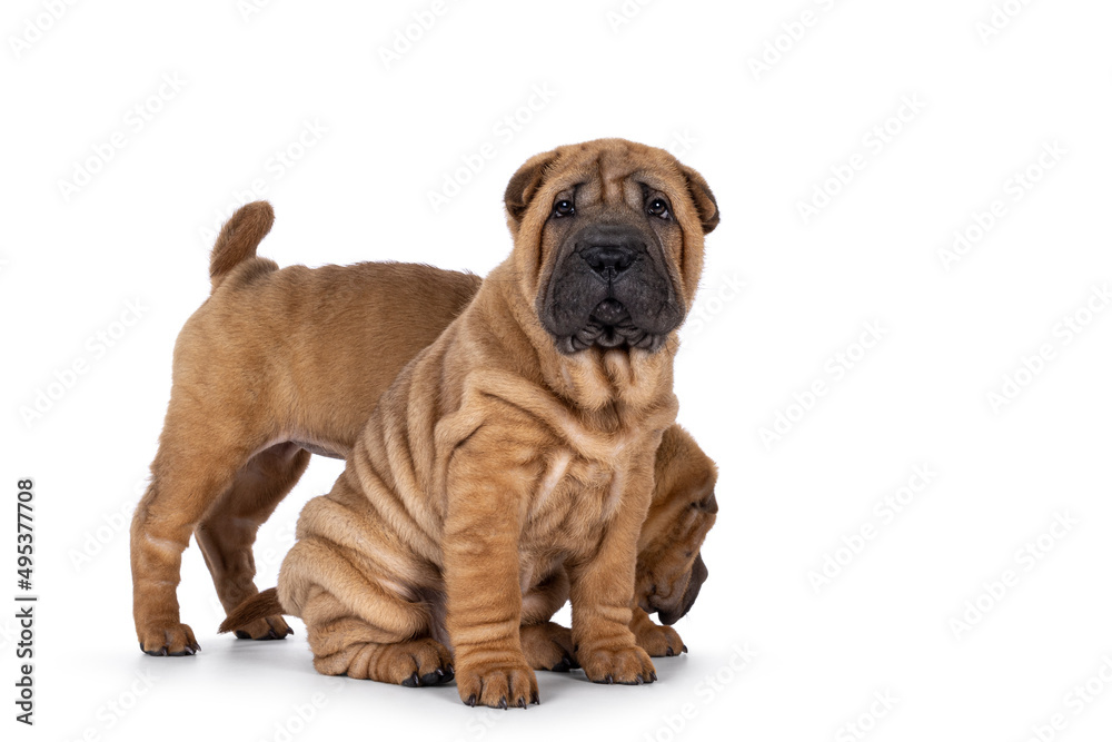 Cute Sharpei pup sitting up side ways with another one behind it. Lookig towards camera. Isolated on a white background.