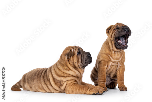 Two adorable Shar-pei dog puppies, sitting and laying next to each other. One mouth wide open yawning showing the typical blue black tongue. The other one looking at it. Isolated on a white backgroun