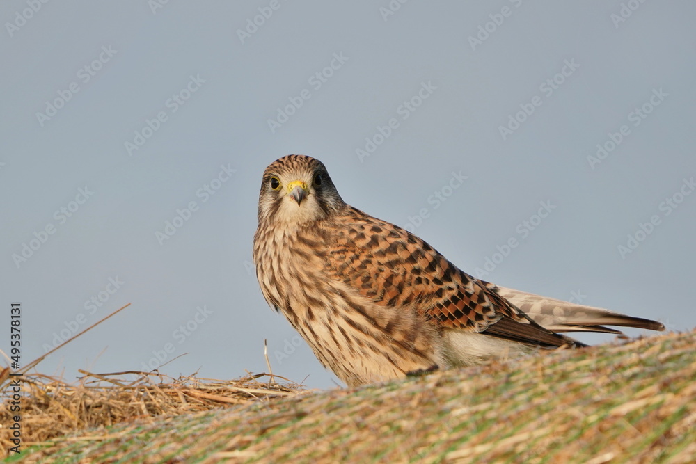 Common kestrel resting on a hay bale. Portrait of a european kestrel. Falco tinnunculus. Common kestrel resting on a hay bale. Portrait of a european kestrel. Falco tinnunculus.