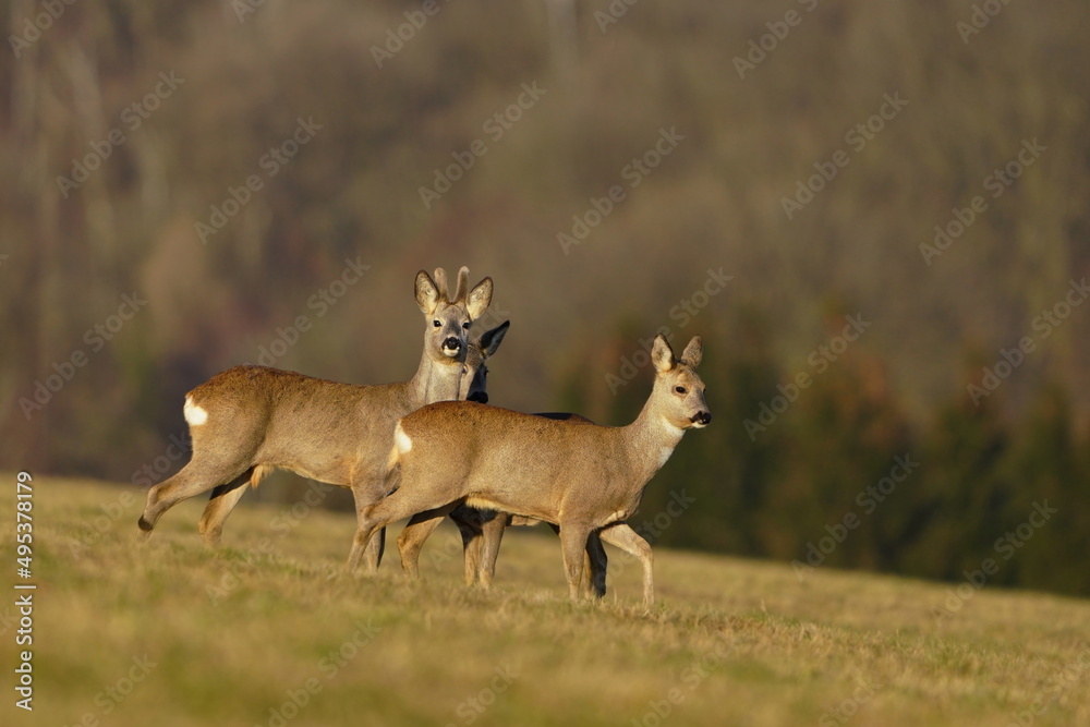 Herd roe deers on meadow. wildlife scene from spring time. Roe in the nature habitat. Capreolus capreolus. Wildlife scene from czech nature. Herd roe deers on meadow. wildlife scene from spring time. Roe in the nature habitat. Capreolus capreolus. Wildlife scene from czech nature.