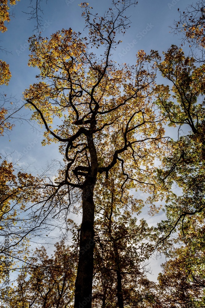 Fototapeta premium Superbe rabre en contre jour avec ses belles couleurs d'automne par une belle journée au bord d'un chemin de randonnée dans la foret de la comté dans le puy de dôme