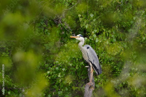Sitting gray heron on a background of trees . A grey heron (Ardea cinerea) in the wild. The grey heron ist a tall and long-legged predatory bird. Herons (Ardeidae) are native in most areas of our plan