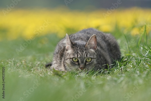 Portrait of a beautiful tabby cat. European cat lurking on the blooming meadow. photo