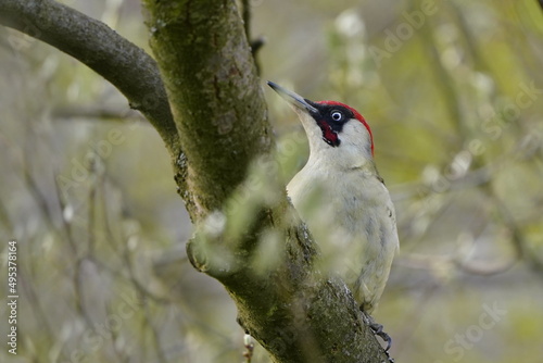 Portrait of an beautiful european green woodpecker. Picus viridis. Green woodpecker in the nature habitat photo