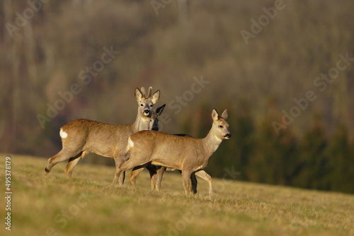 Herd roe deers on meadow. wildlife scene from spring time. Roe in the nature habitat. Capreolus capreolus. Wildlife scene from czech nature.