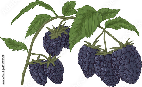 Blackberry Hand Drawn Illustration