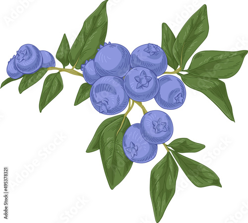 Blueberry Hand Drawn Illustration