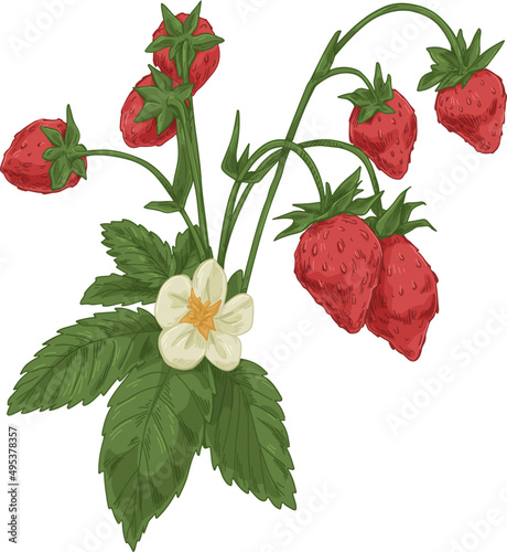 Wild Strawberry Hand Drawn Illustration
