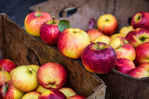 Apples in box. Red ripe shining apples. Apple harvest time in Ukraine.