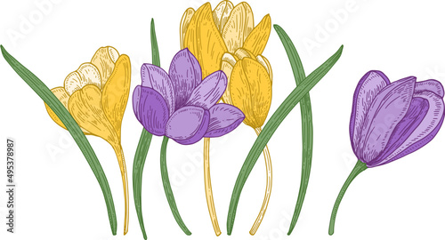 Crocus Flowers Hand Drawn Illustration