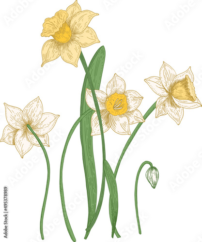 Narcissus Flowers Hand Drawn Illustration