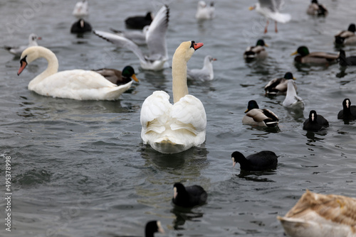 White swan on the water among other birds © pobaralia
