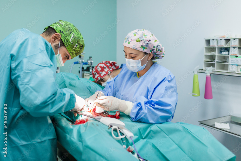 Surgeon with healthcare workers performing surgery on dog at clinic Surgeon with healthcare workers performing surgery on dog at clinic