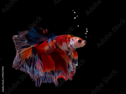 Siamese fighting fish Koi Betta