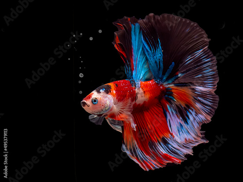 Siamese fighting fish Koi Betta