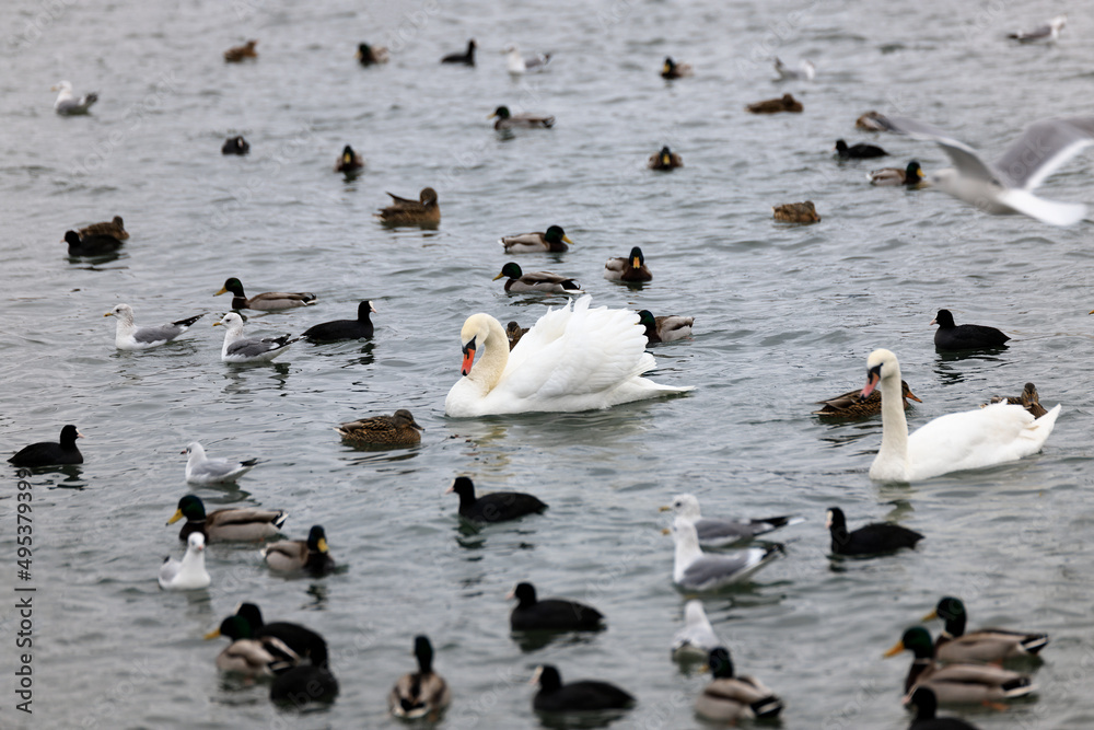 White swan on the water among other birds White swan on the water among other birds