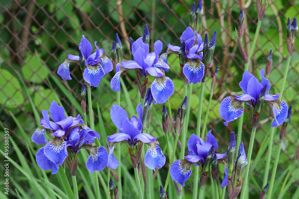 Siberian Iris flowers are growing in spring garden. Garden decoration.Beautiful blue flowers of Iris in spring garden. Iris Sibirica blooming in the meadow. Iris Germanica in the family Iridaceae. Siberian Iris flowers are growing in spring garden. Garden decoration.Beautiful blue flowers of Iris in spring garden. Iris Sibirica blooming in the meadow. Iris Germanica in the family Iridaceae.