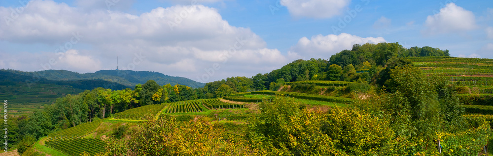 Naklejka premium Weinberge Reben Winzer