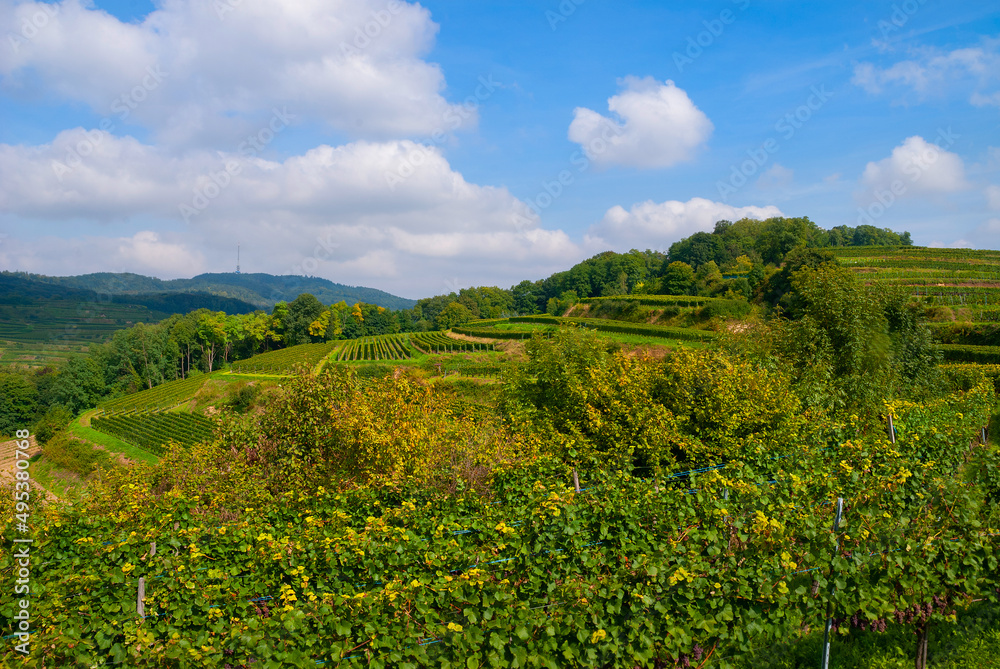 Weinberge Reben Winzer