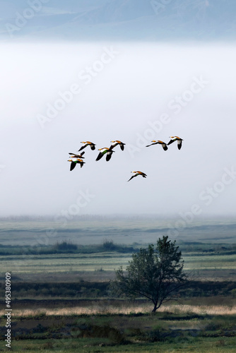 Flying birds. Foggy nature landscape.  © serkanmutan
