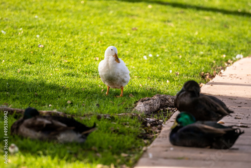 A small American Pekin in Yuma, Arizona