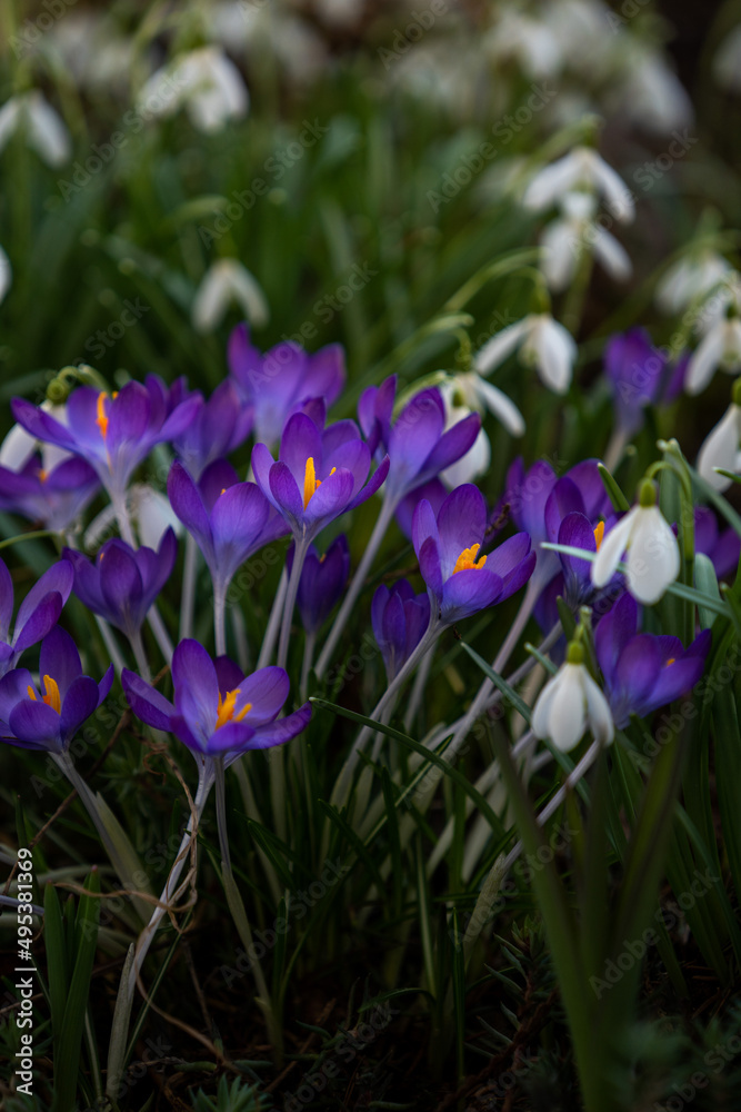 Beautiful flowers at spring in the garden on a sunny warm summer day in austria.