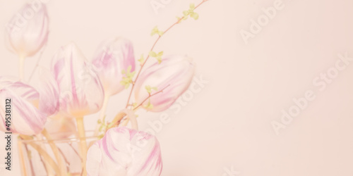 Tulpen in pastell mit Platz für Text Hintergrund zum Beschreiben Banner high key	