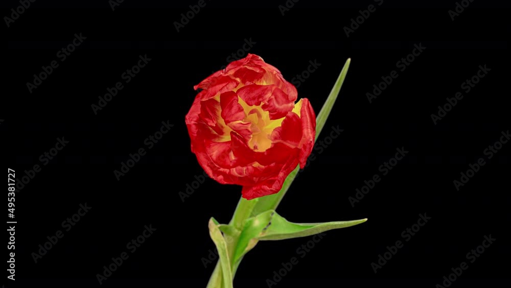 Top View Growing red Bud Tulip Flower. Amazing Beautiful Blooming Plant in Timelapse. Lovely Romantic and Natural Backdrop Wedding Decoration Flower in Growing Process Closeup 4k, Valentine's Day love Top View Growing red Bud Tulip Flower. Amazing Beautiful Blooming Plant in Timelapse. Lovely Romantic and Natural Backdrop Wedding Decoration Flower in Growing Process Closeup 4k, Valentine's Day love