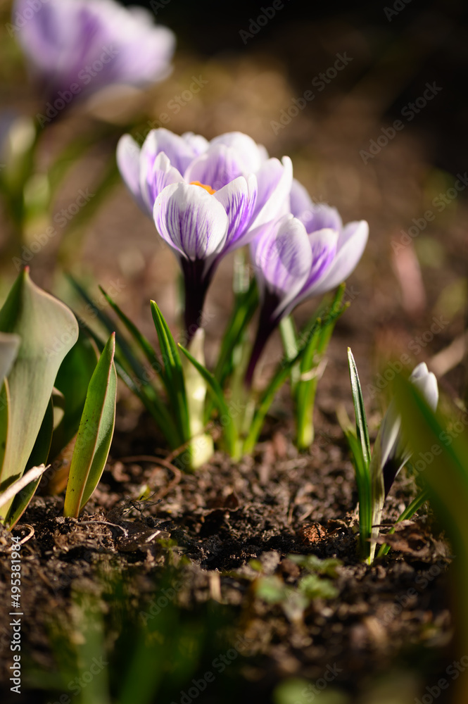 the first spring flowers. crocuses in the garden the first spring flowers. crocuses in the garden