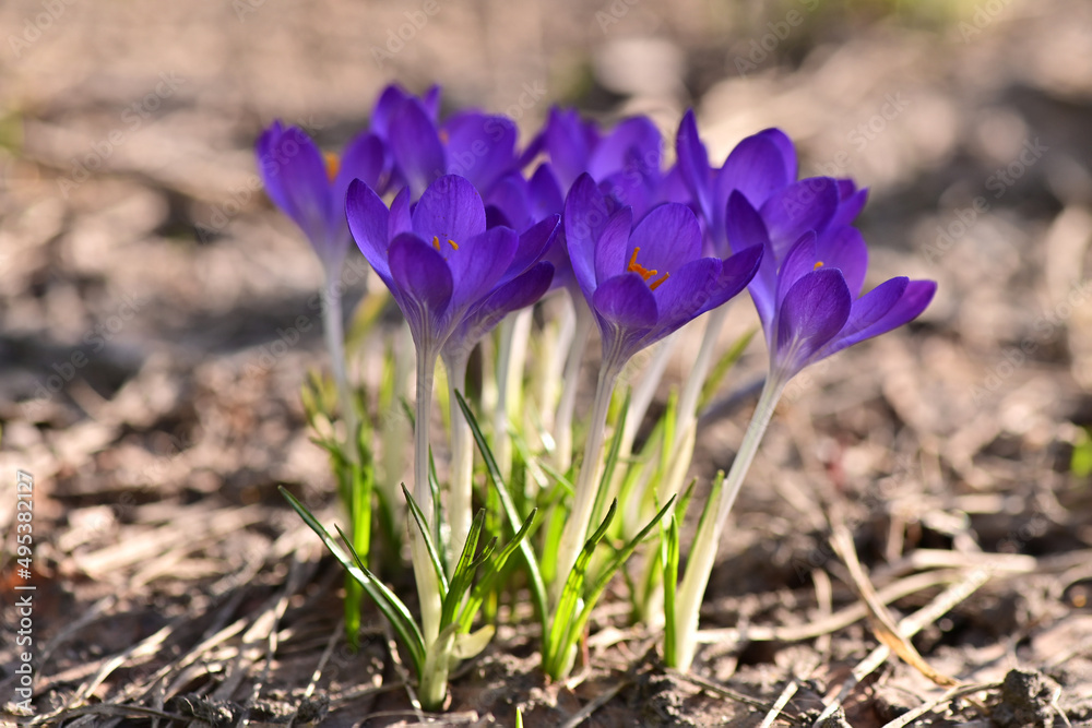 the first spring flowers. crocuses in the garden the first spring flowers. crocuses in the garden