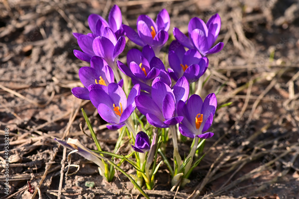 the first spring flowers. crocuses in the garden the first spring flowers. crocuses in the garden