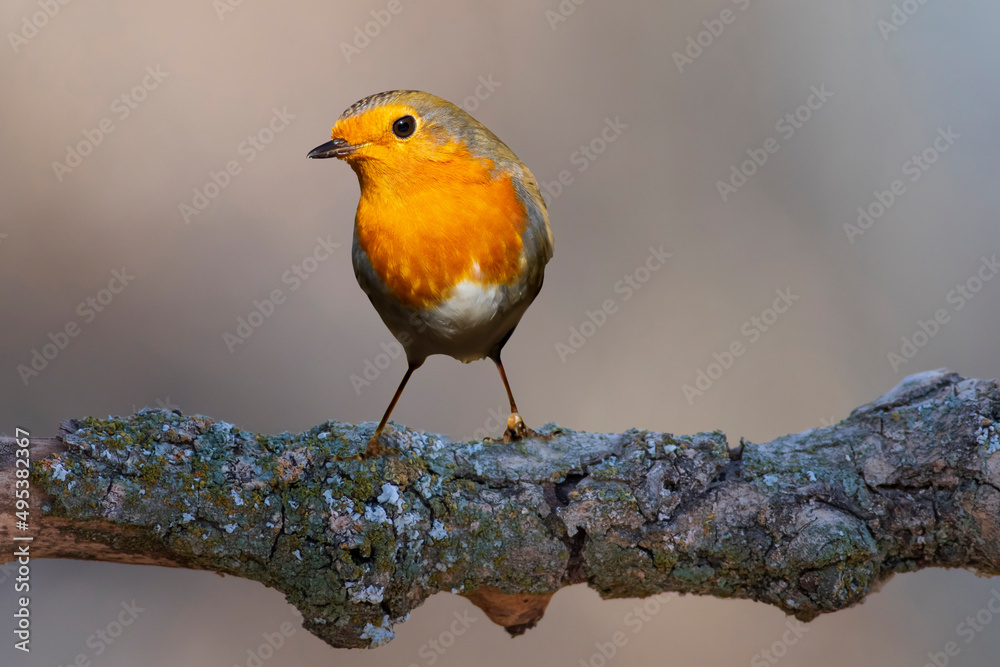 Robin. Nature background. European Robin (Erithacus rubecula).