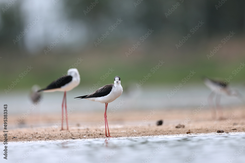 black winged stilt (Himantopus himantopus) black winged stilt (Himantopus himantopus)