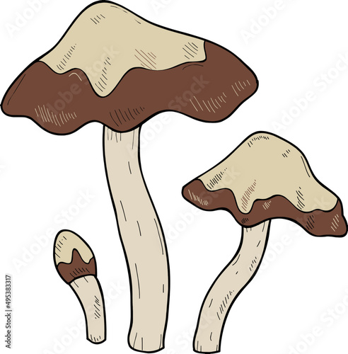 Organic Mushroom Hand Drawn Line Art Illustration photo