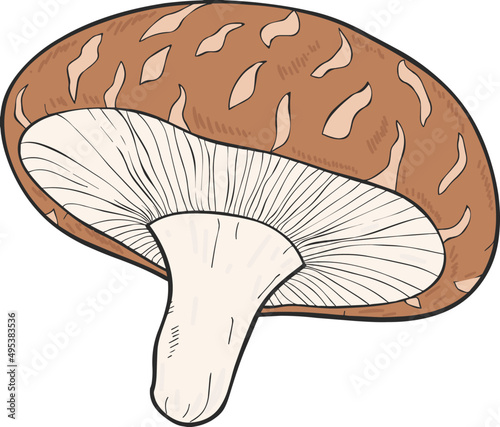 Mushroom Hand Drawn Line Art Colored Illustration