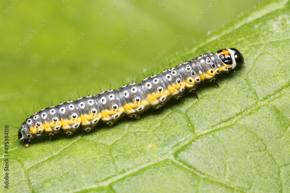 The caterpillar of the Depressaria daucella butterfly The caterpillar of the Depressaria daucella butterfly