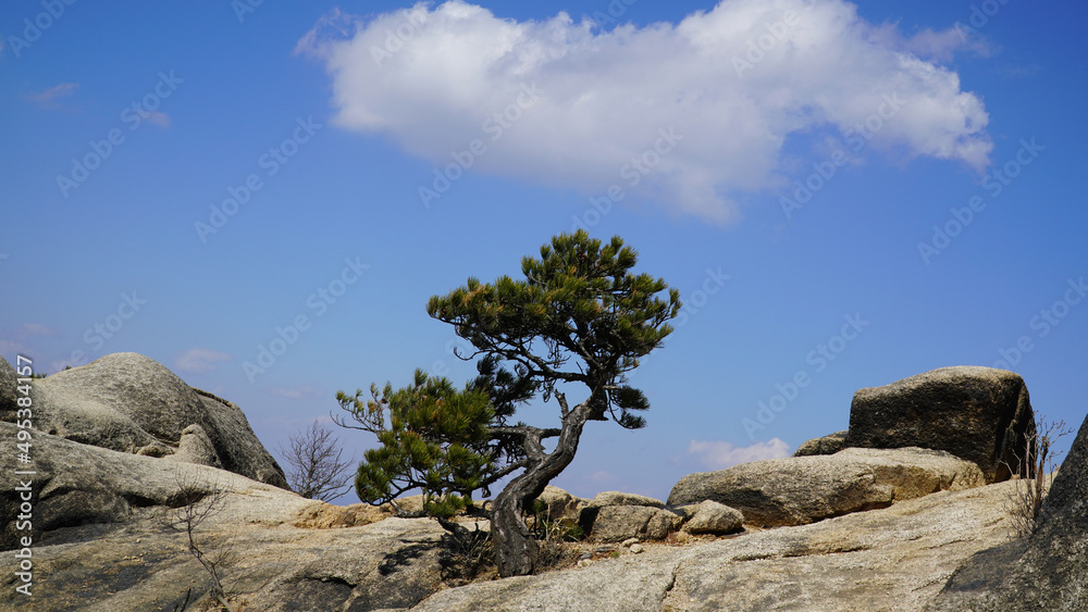 pine trees living on rocky ridges and white cotton candy-like clouds in the sky.