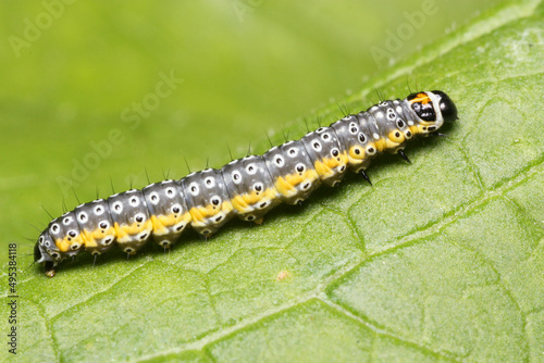 The caterpillar of the Depressaria daucella butterfly  © Gonzalo