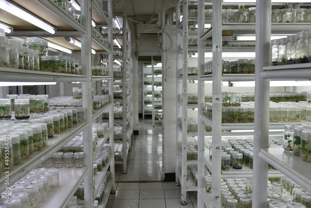 Tissue culture Laboratory and facilities to produce seedling