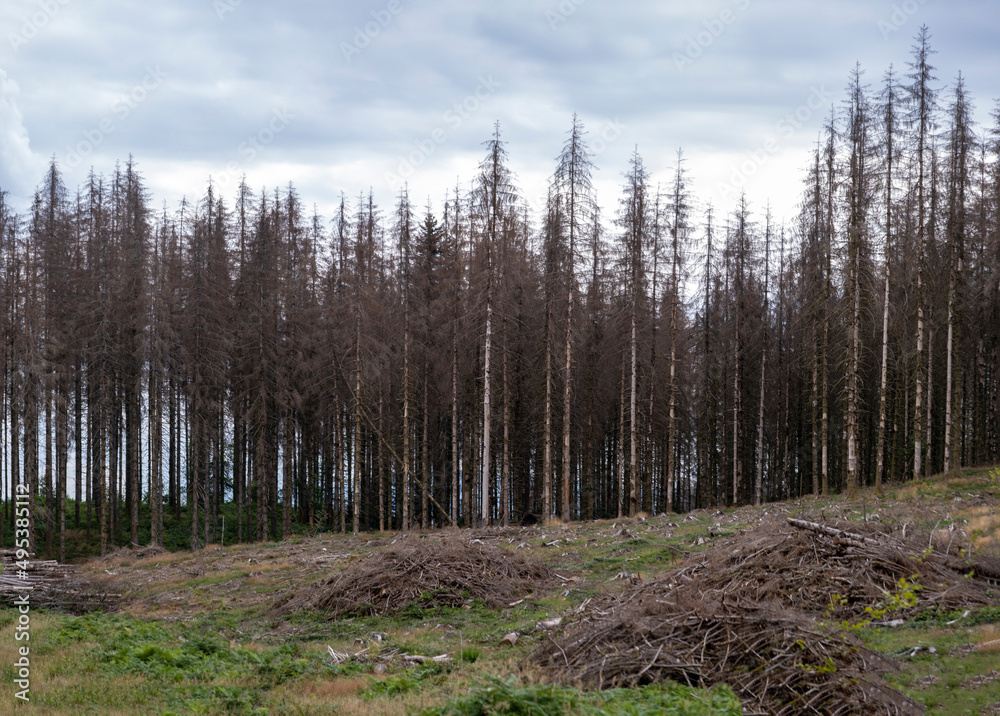 Forêt d'épicéas touchés par les scolytes Forêt d'épicéas touchés par les scolytes