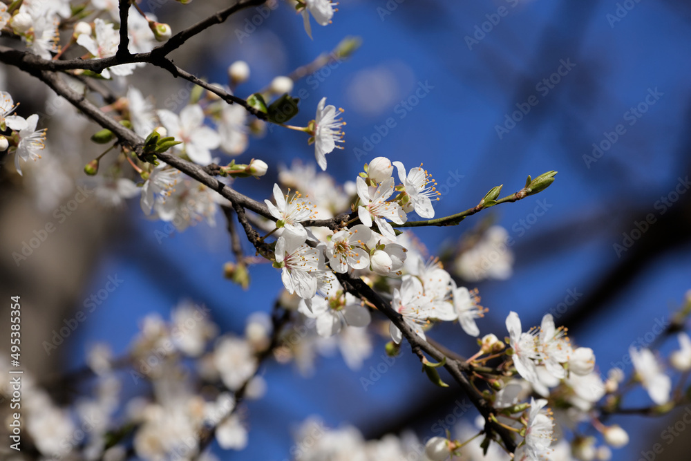 A branch with white apple blossom in Spring A branch with white apple blossom in Spring