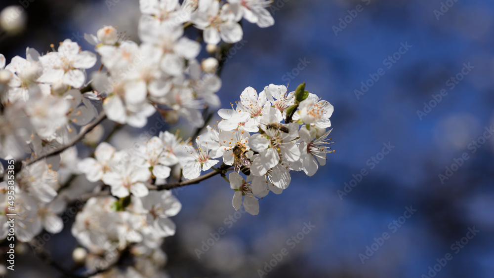 A bee is pollinating a white apple blossom A bee is pollinating a white apple blossom