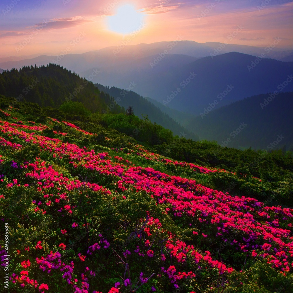 scenic summer dawn image, picturesque morning scenery, amazing blossom pink rhododendron flowers, floral nature background	