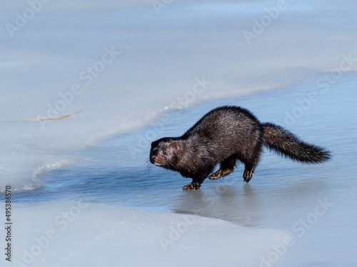 American mink on ice photo