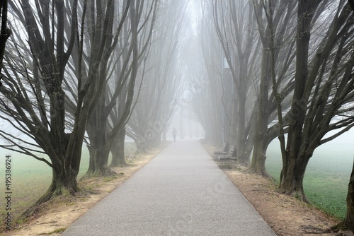 Viale alberato immerso nella nebbia primaverile photo