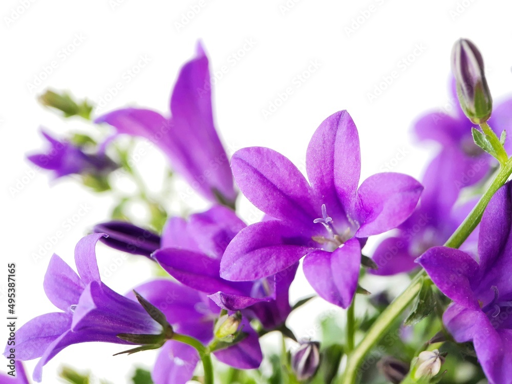 Purple flowers on white background 