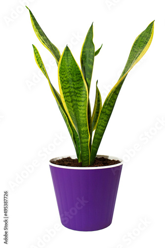 Purple pot with Sansevieria plant isolated on white. Home decor