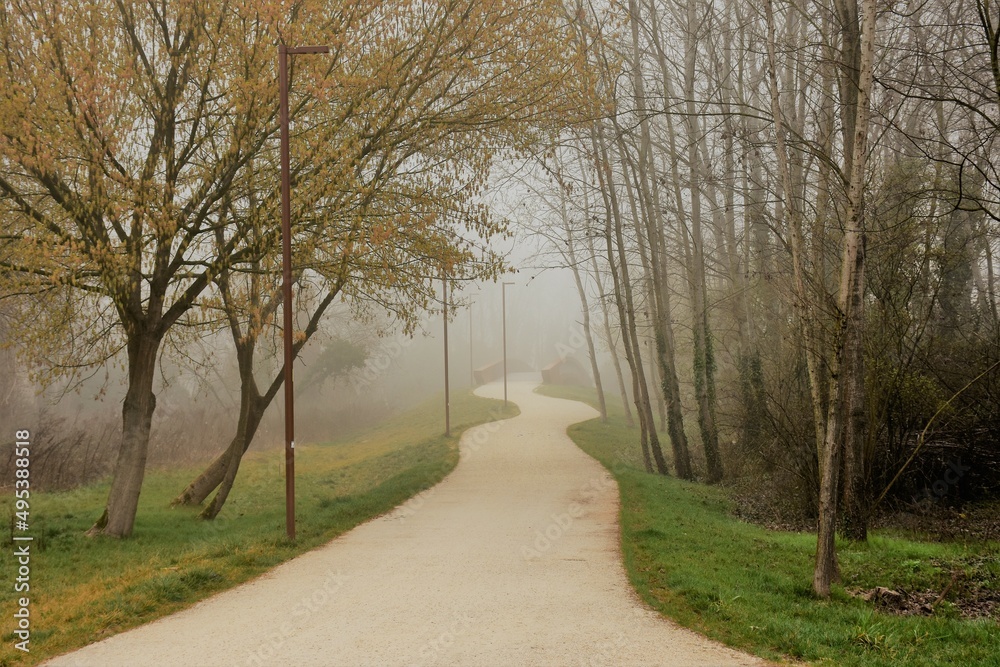 Fototapeta premium Viale alberato immerso nella nebbia primaverile
