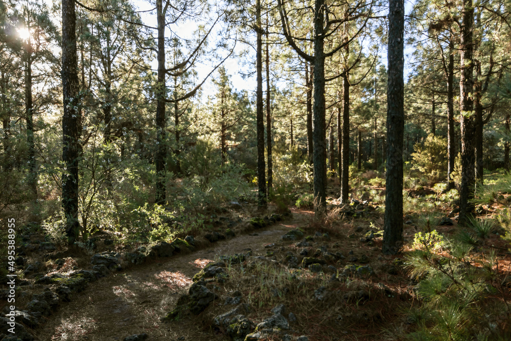 Background with morning light beams in the evergreen pine tree forest on Tenerife, Canary islands, Spain Background with morning light beams in the evergreen pine tree forest on Tenerife, Canary islands, Spain